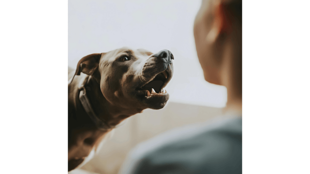 Como Ensinar O Cachorro A Trazer A Bolinha Passos