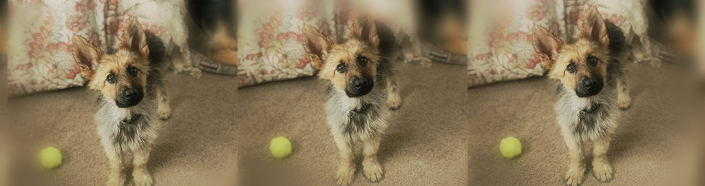 Pastor Alemão: Tudo sobre a Magnífica raça Pastoreira