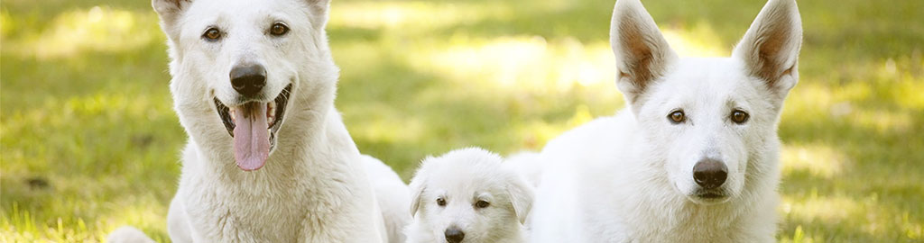 Pastor Alemão: Tudo sobre a Magnífica raça Pastoreira