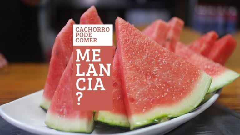 Cachorro pode comer Melancia? 03 Dicas Importantes!