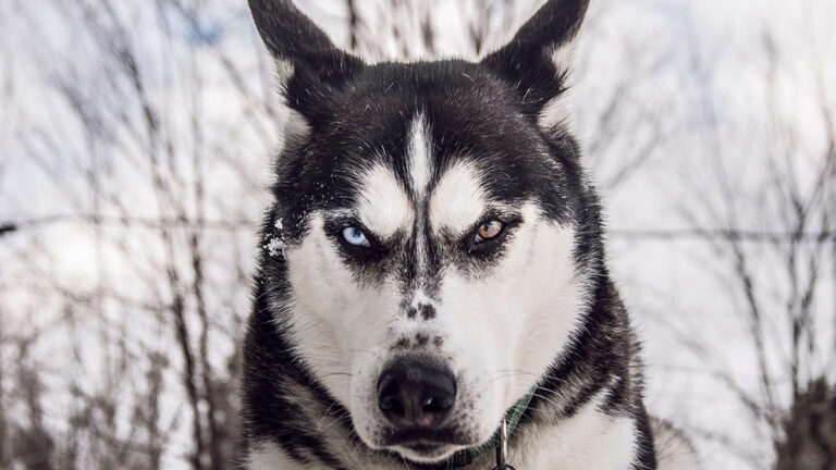 Husky Siberiano: Conheça os Cães Puxadores de Trenó!