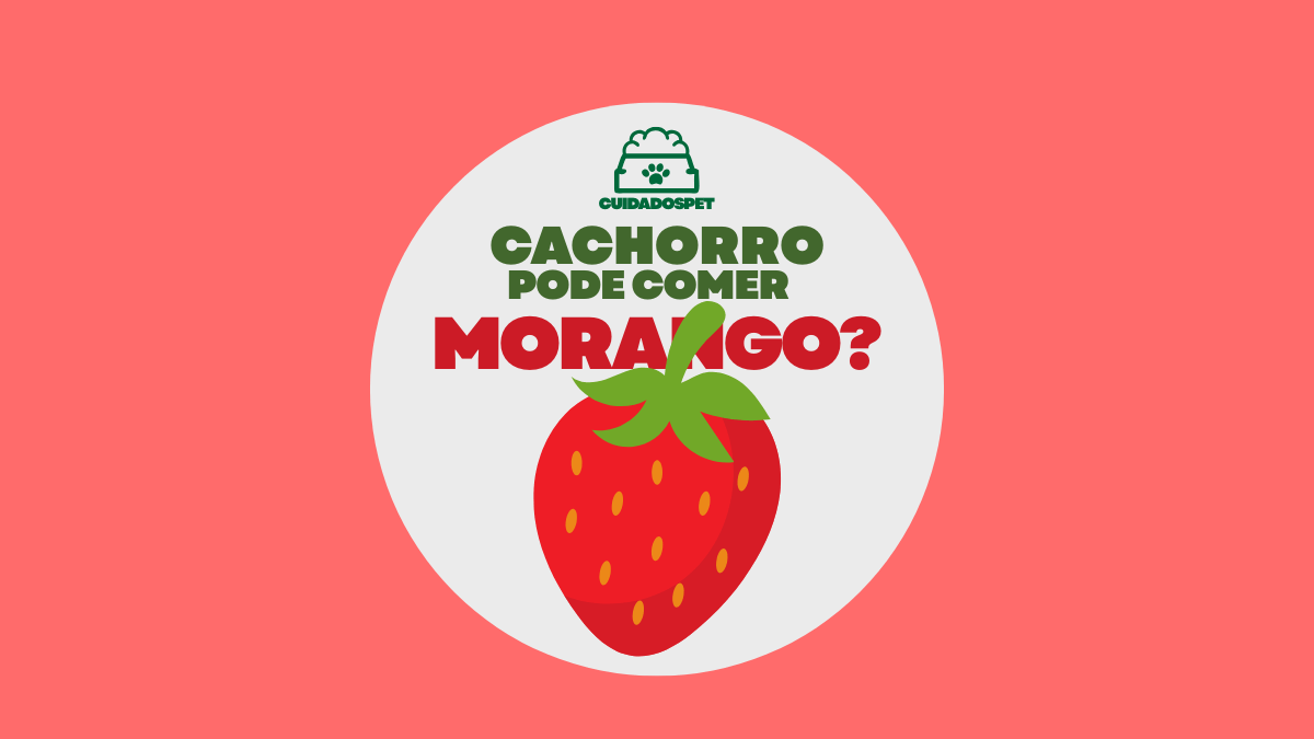 Cachorro pode comer Morango? Ofereça com Segurança...