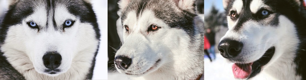 Olhos-Husky-Siberiano