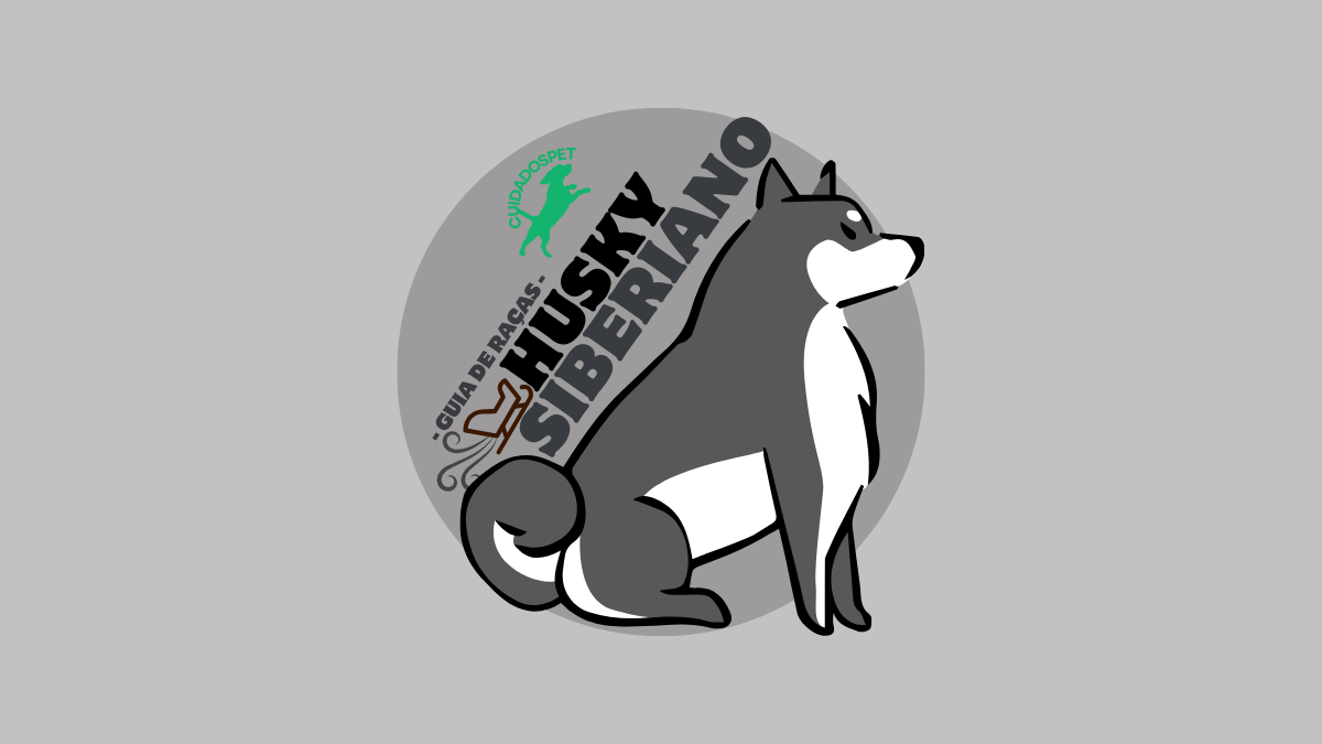 Husky Siberiano: Conheça os Cães Puxadores de Trenó!