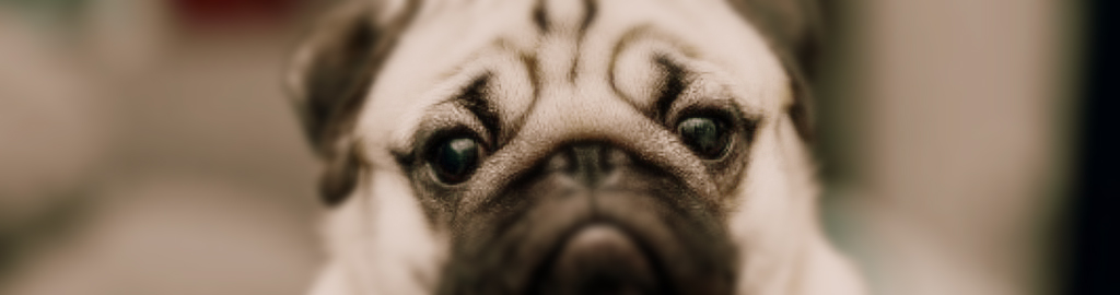 pug - olhos