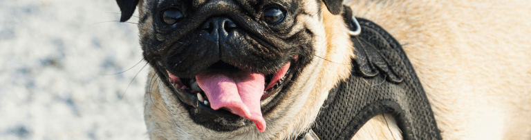Conheça o Pug: A Raça Milenar, que encanta Gerações
