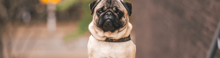 Cachorros de Pequeno Porte - Pug