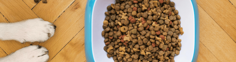 Conheça o Pug: A Raça Milenar, que encanta Gerações