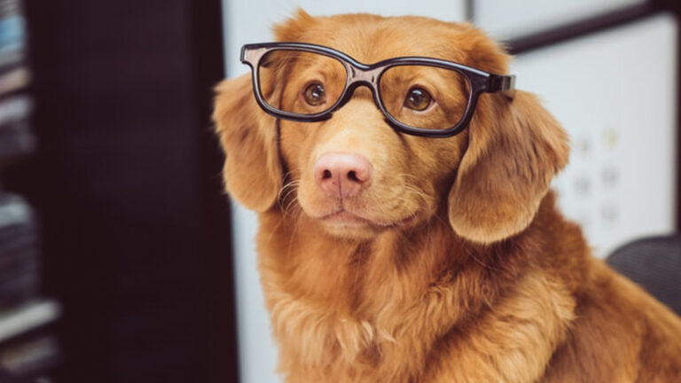 [133 Raças] Cachorros Mais Inteligentes do Mundo