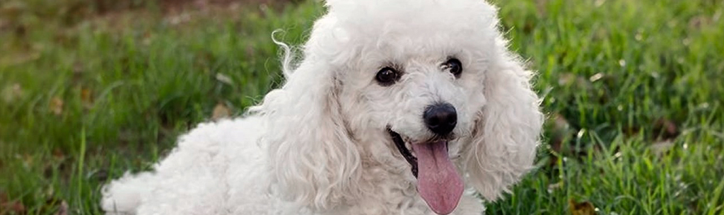 Cachorros pequenos para apartamento: Poodle