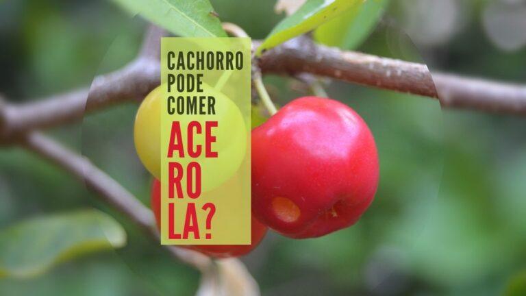 Cachorro pode comer Acerola? Sobre Acidez + 06 Cuidados