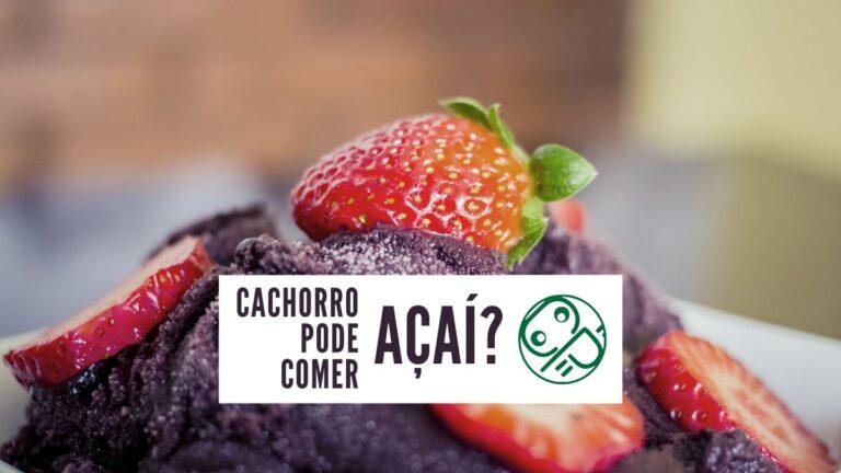 Cachorro pode comer Açaí? Não! 6 Sinais de Intoxicação