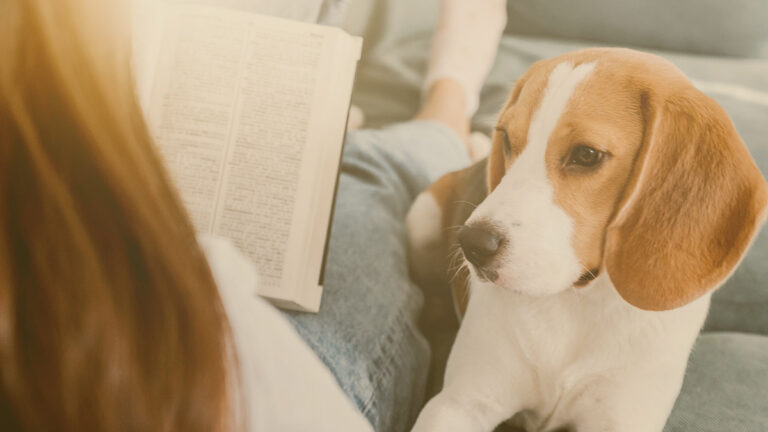 [05 Estudos] Como os cães Aprendem? Psicologia Canina