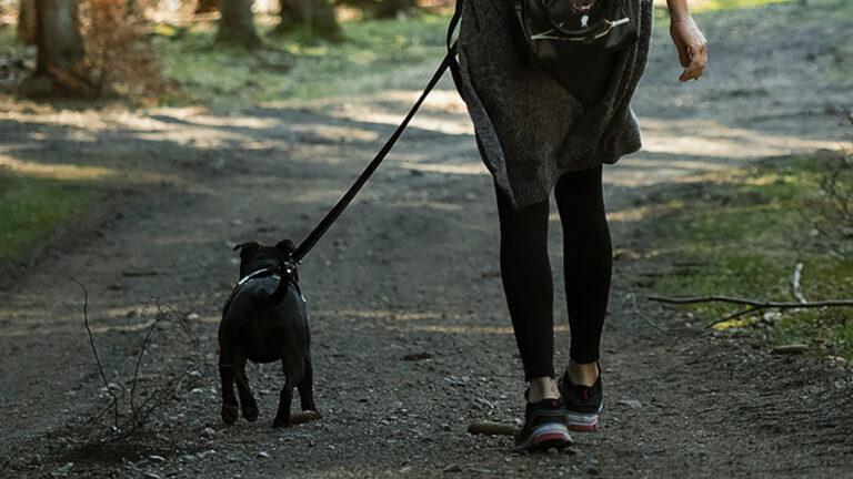 Ensinar Cachorro fazer necessidades na rua, Boa Ideia?