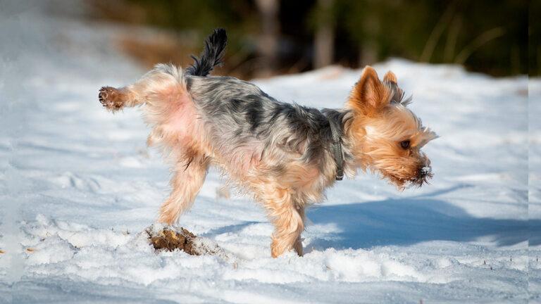 Ensinar cachorro fazer xixi no lugar certo: Guia definitivo