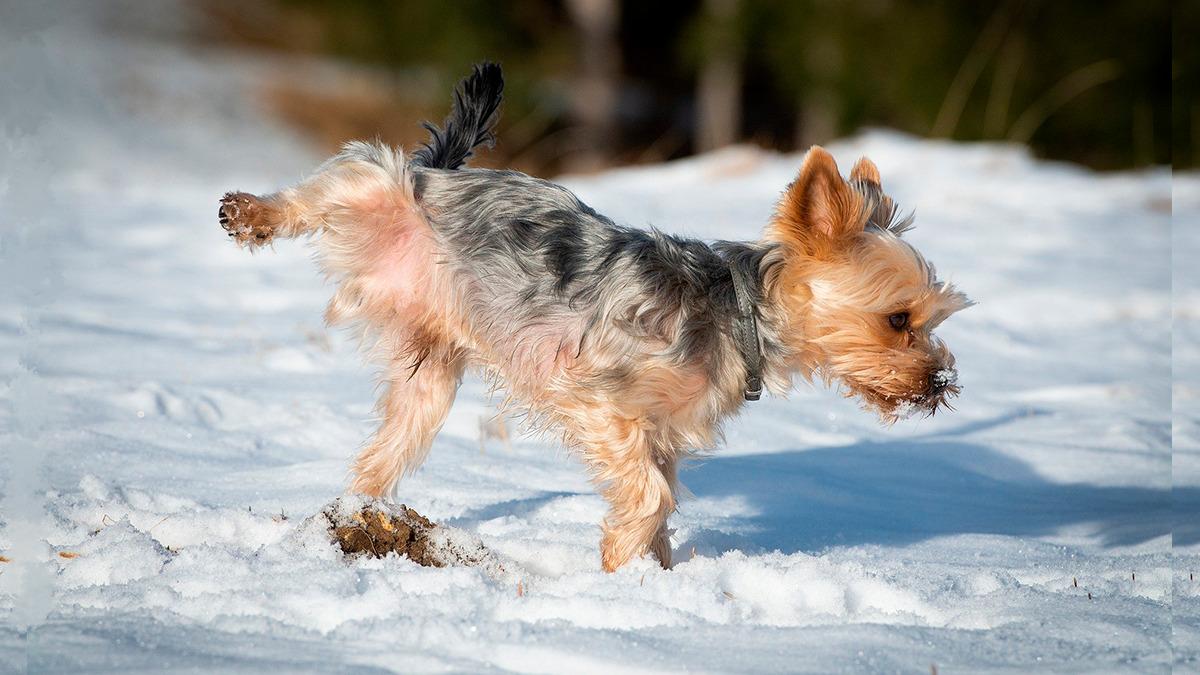 Ensinar cachorro fazer necessidades no lugar certo: Guia definitivo