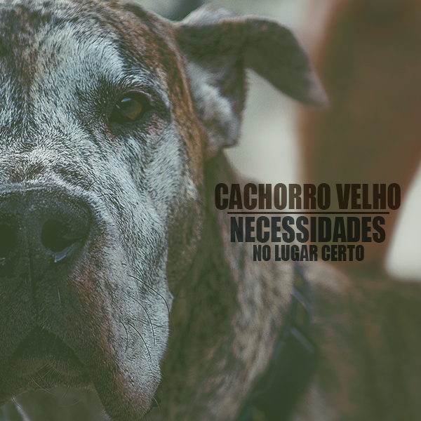 Como ensinar: cachorro velho, necessidades no lugar certo