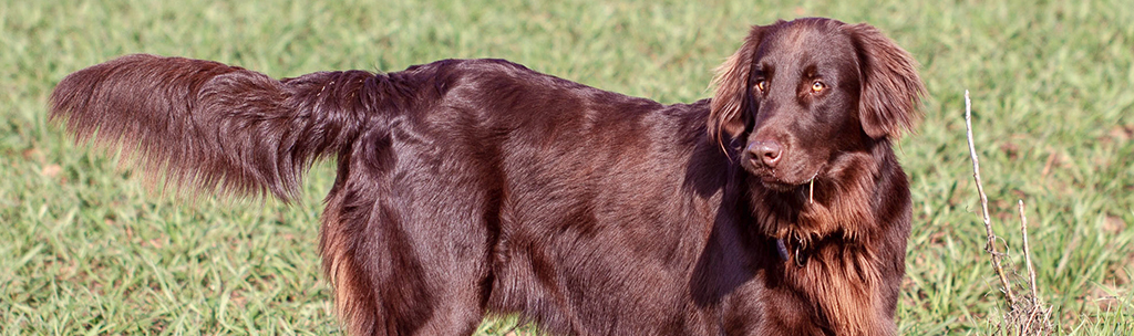 Flat-Coated Retriever