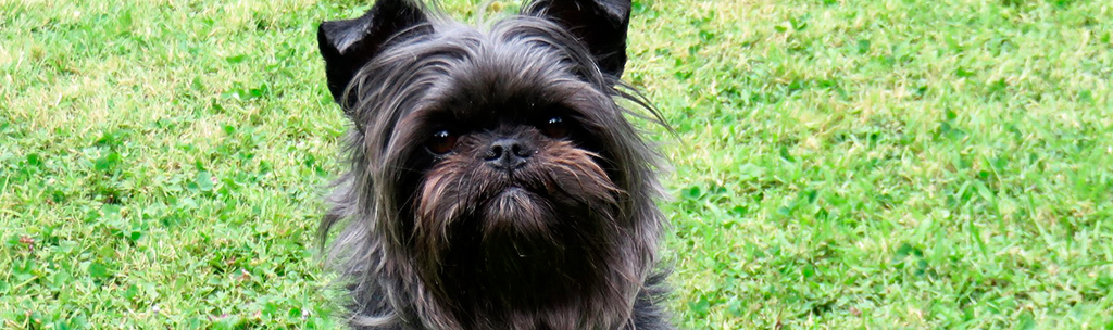 Affenpinscher