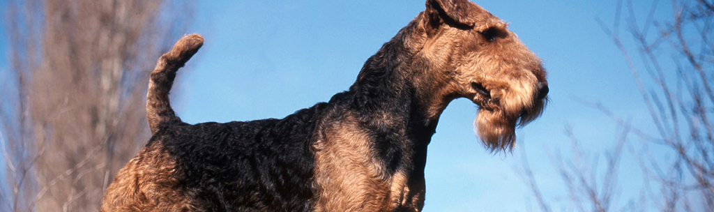 Airedale Terrier