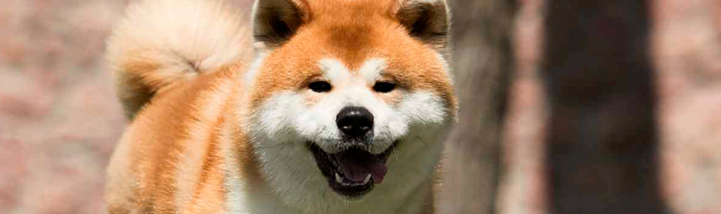 Akita Inu