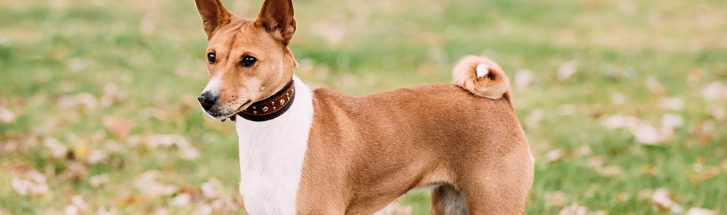 Basenji