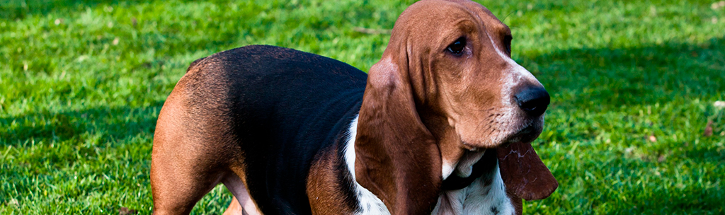 Basset Hound