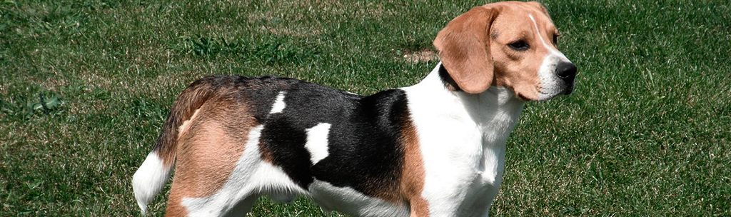 Beagle