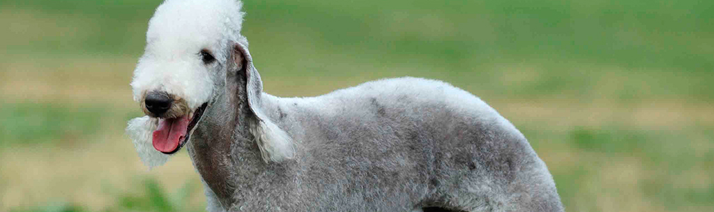 Bedlington Terrier