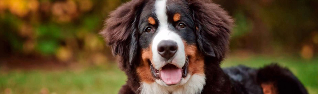 Bernese