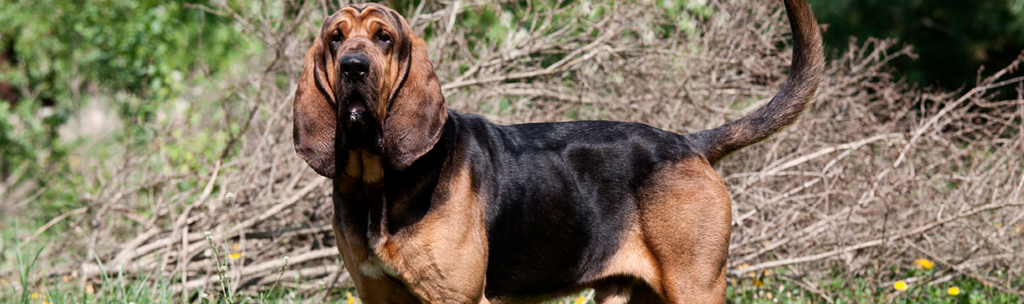 Bloodhound