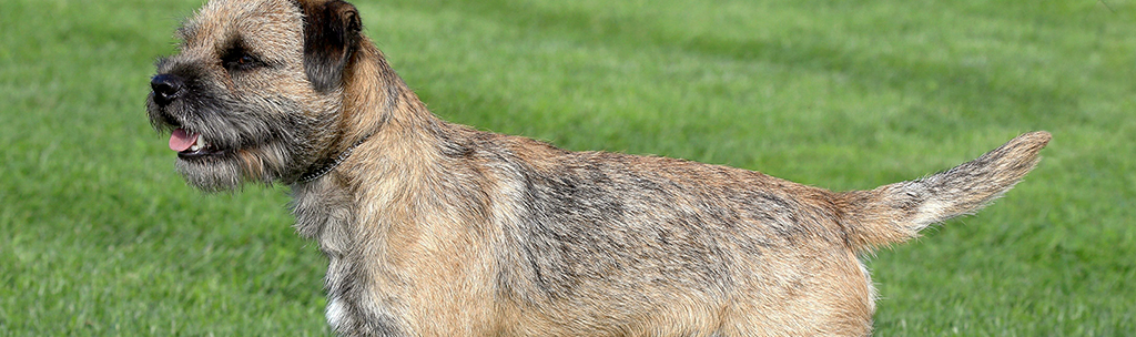 Border Terrier