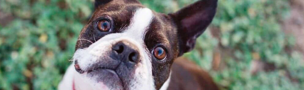 Boston Terrier