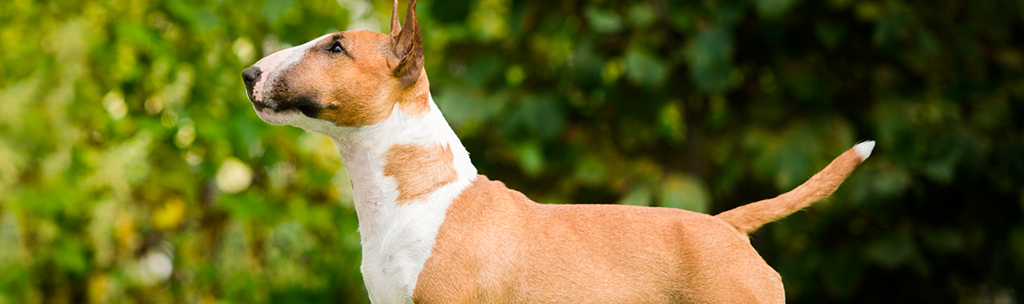 Bull Terrier