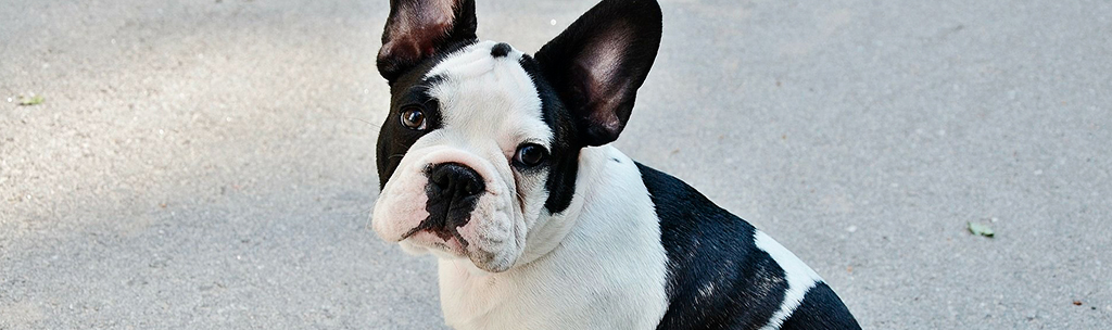 Cachorros pequenos para apartamento: Bulldog Francês