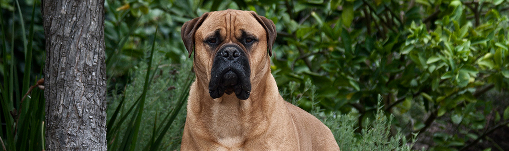 Bullmastiff