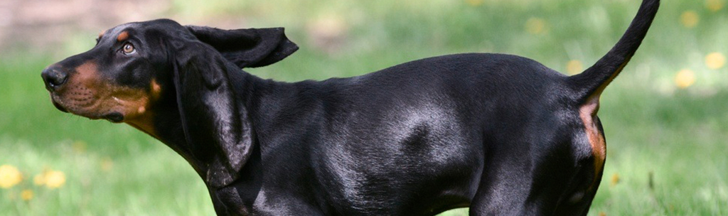 Cachorro Coonhound Preto e Castanho