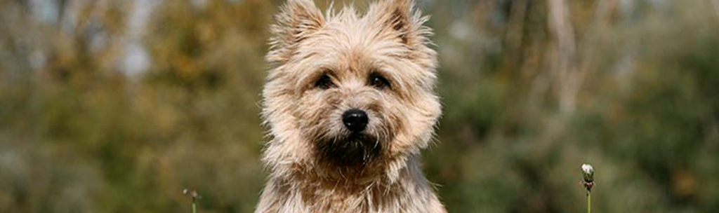 Cairn Terrier