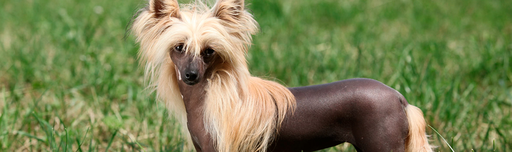 Cão de Crista Chinês