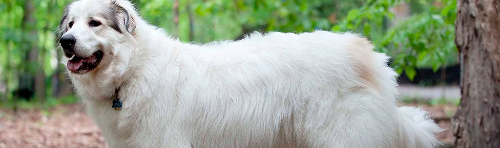 Cão de montanha dos Pirenéus