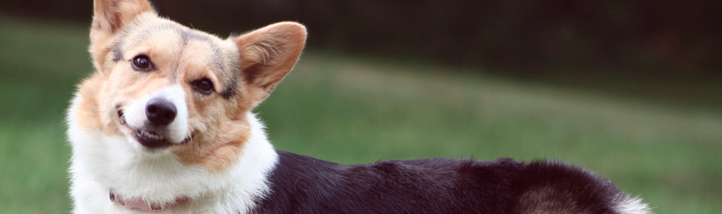 Cardigã Galês Corgi