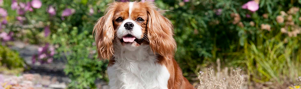 Cavalier King Charles Spaniel