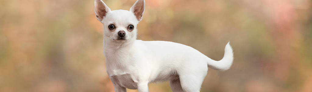 Cachorros pequenos para apartamento: Chihuahua