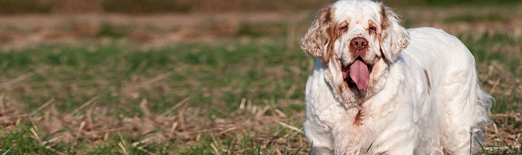 Clumber Spaniel