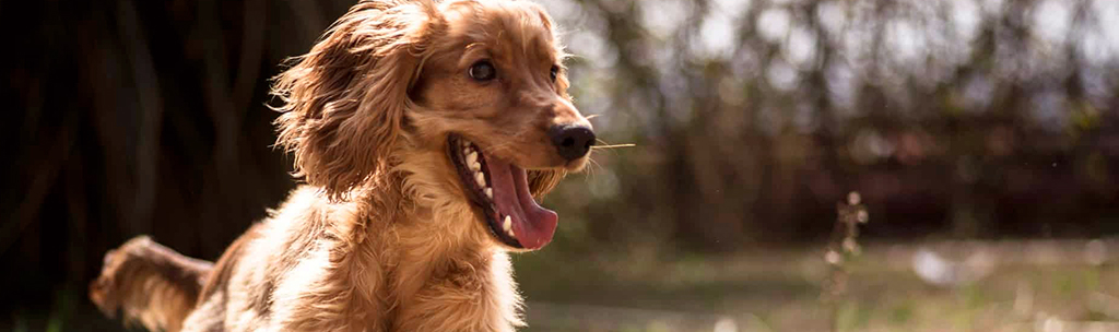 Cocker Spaniel Inglês