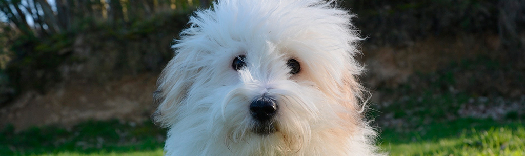 Coton De Tulear