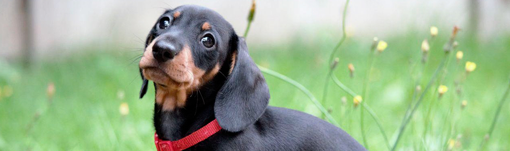 Cachorros pequenos para apartamento: Dachshund