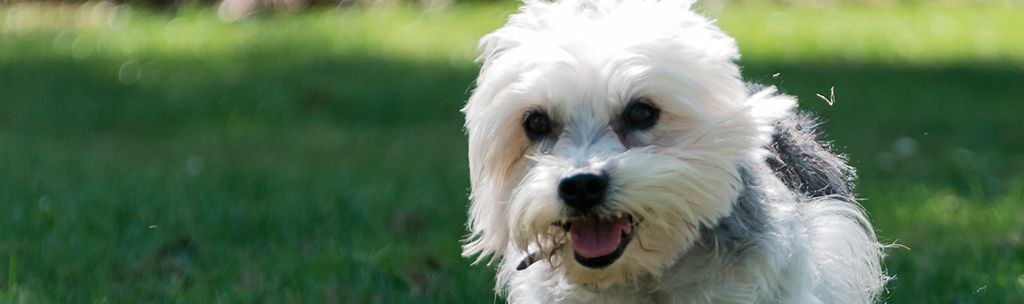 Dandie Dinmont Terrier