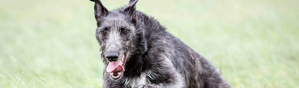 Deerhound