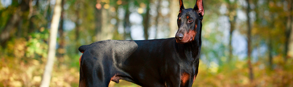 Doberman